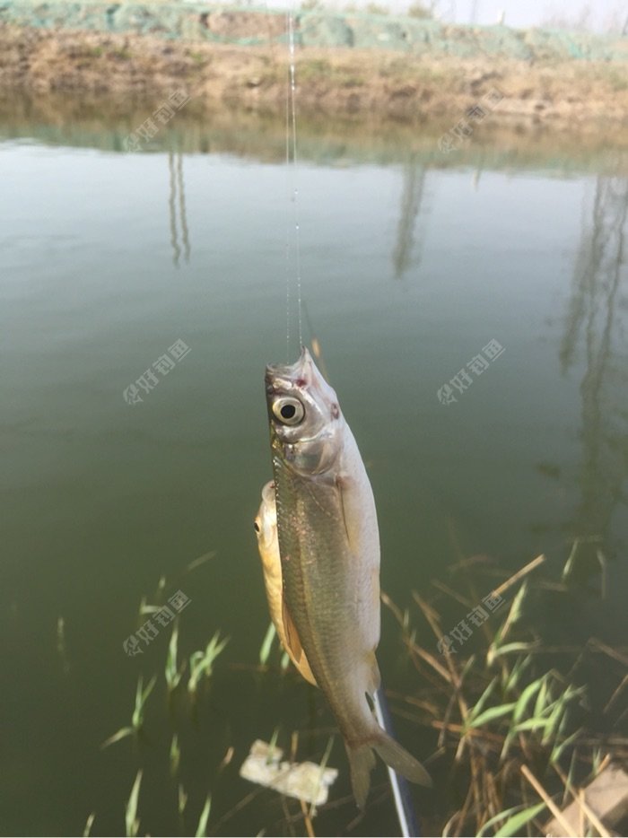 钓小鲫鱼,没想到上鲤鱼!