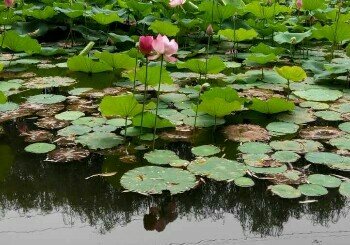 二十一世纪垂钓园