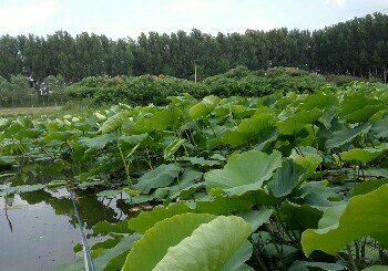 白浪河自然区杨家营子段