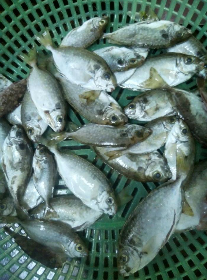 五缘湾休闲海钓