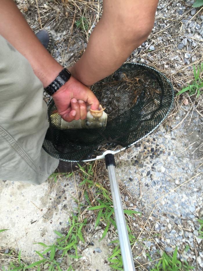 房亭河金龙湖段