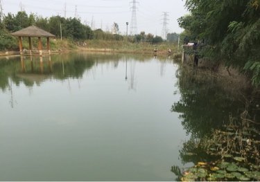 紫芦湖生态园