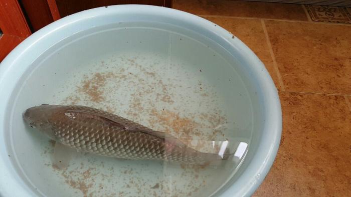 王子楼垂钓中心