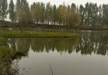 经十路边上一野塘