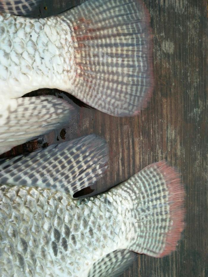 英歌山农家乐园