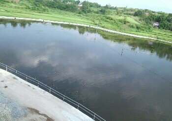 腰带丘生态鱼塘