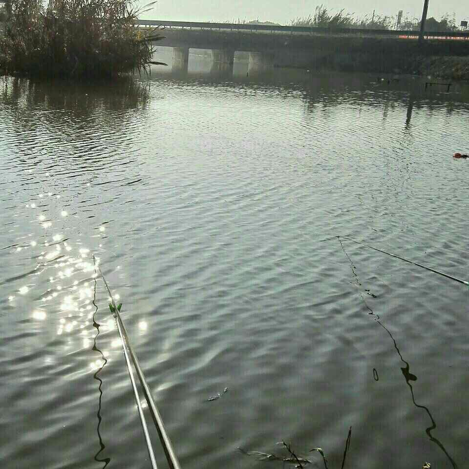 崇明国际会议中心5号桥