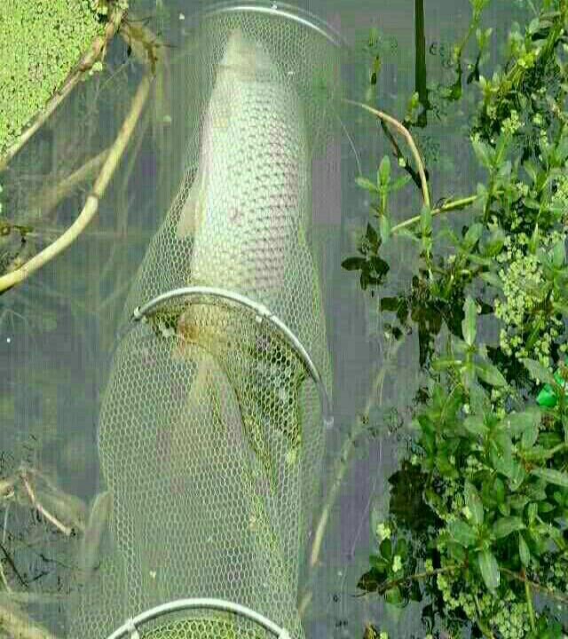 泉河30里铺野钓场