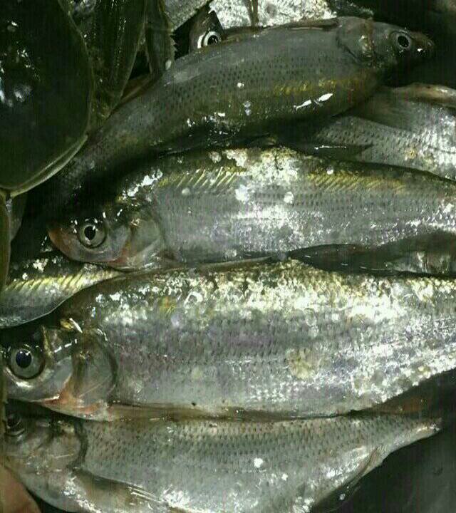 滕州高铁二养德钓场