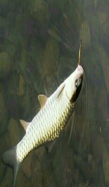 高阳镇聚鑫鱼塘