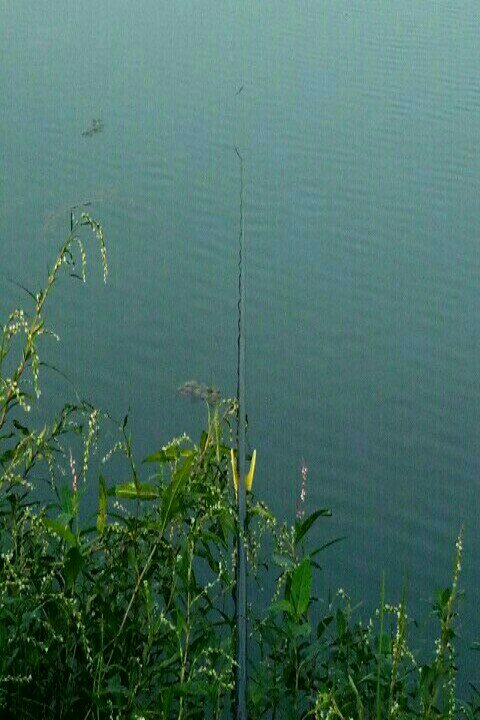 嘉陵江高架桥两棵树中间