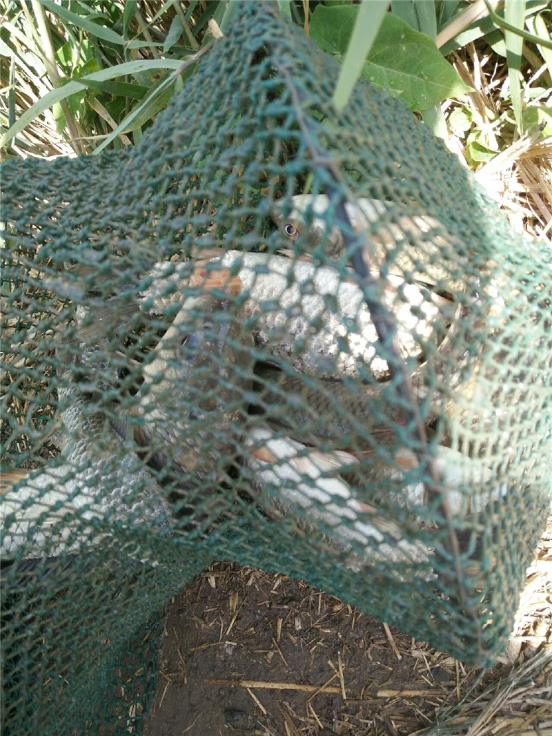 小开河下泊头河段