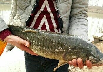 赵坡钓鱼人农家乐