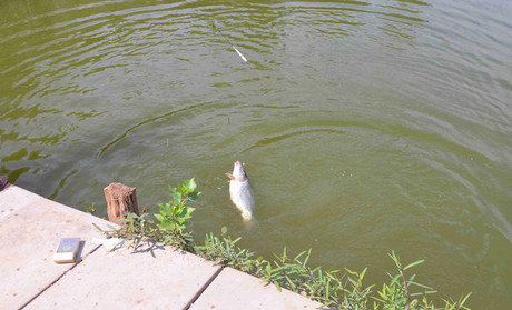 油篓山垂钓美食园