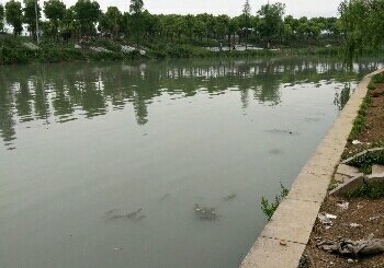 汇昌河新桥之浦东段