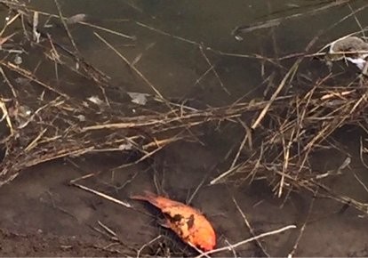 观赏鱼基地废坑