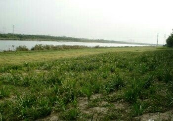 永定新河北辰郊野公园段