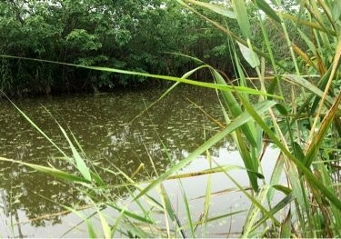 通江河蒋华二桥闸口