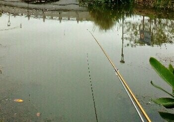 陆家蒹葭生态园