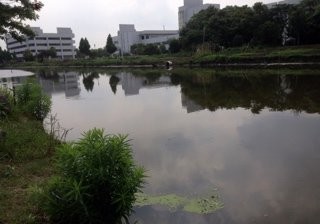新甸河