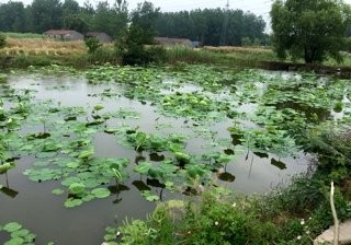 龙潭花园藕塘