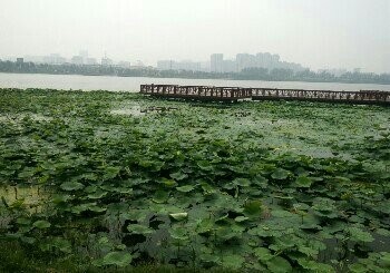 徒骇河荷花池
