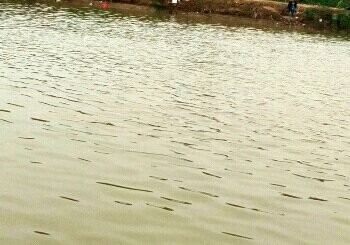 南部溪谷垂钓乐园