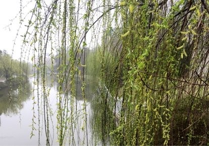 七格小区河道