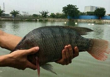 天顺休闲钓鱼场