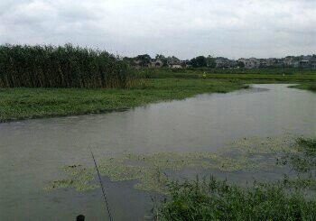 野钓芦苇河
