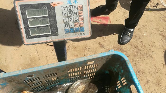 草沟钓鱼俱乐部