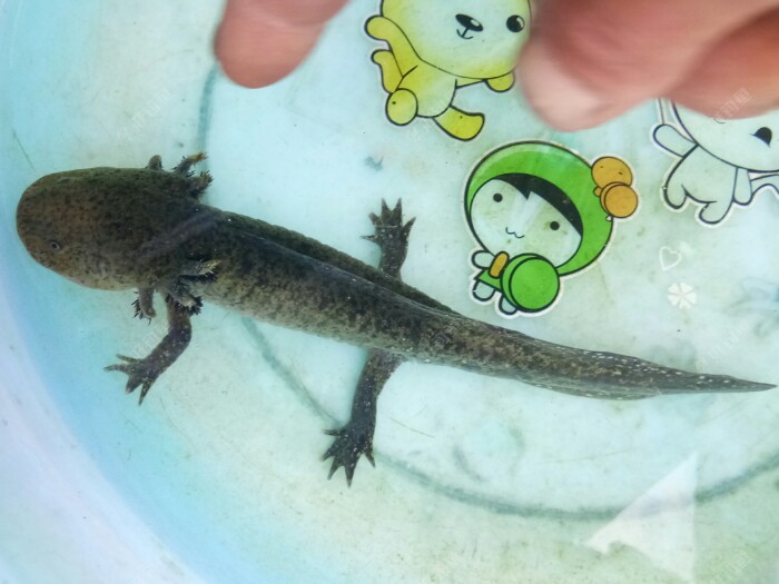 這好像叫個六角什麼魚。我忘了，哈哈。