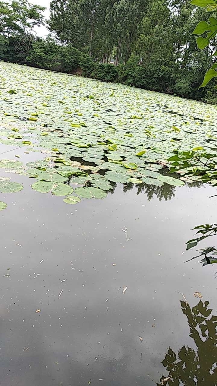 郭家庄莲菜池