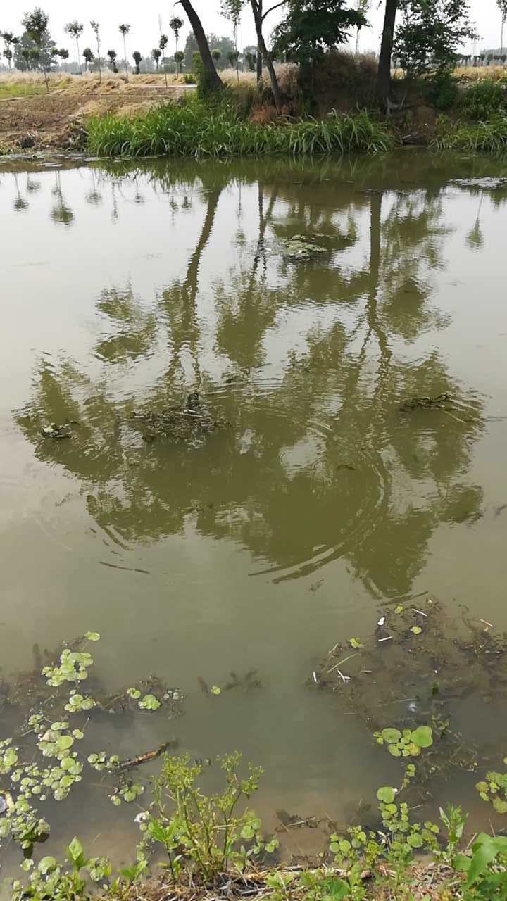 秦南镇凤翔村境内无名野河