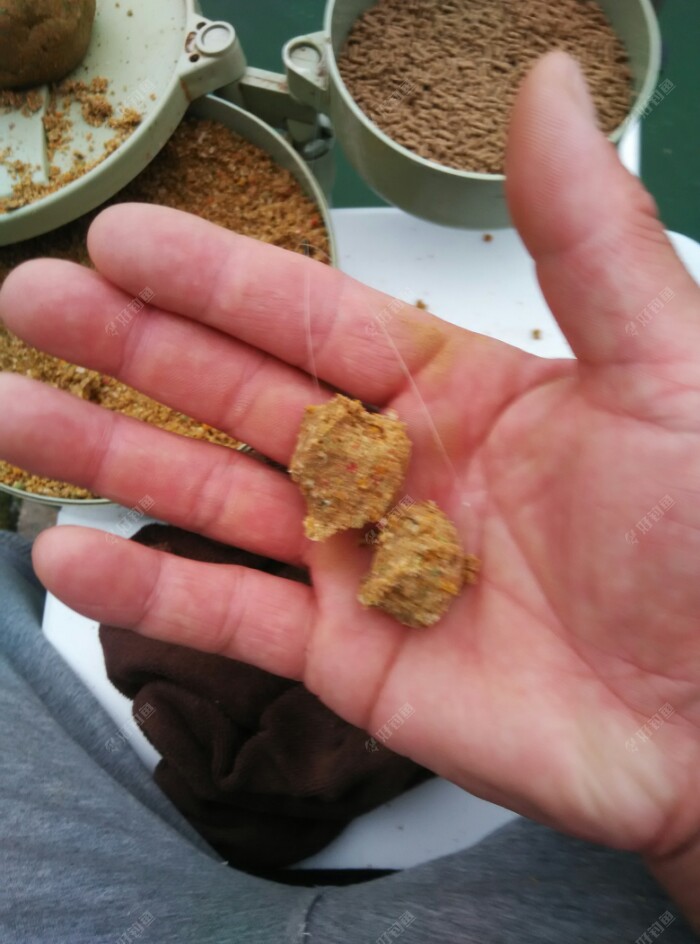 先上大饵抛,来鱼了再加水调水比,根据鱼情决定