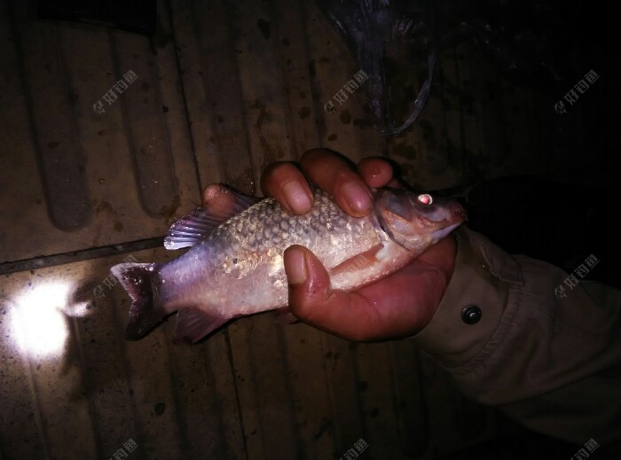 伙计又上鲫鱼了。到早上4点多他走,钓了4-6条鲫鱼,中途可能是用的鱼钩小,打了3个弹弓,溜一会跑了,没拍伙计的鱼获