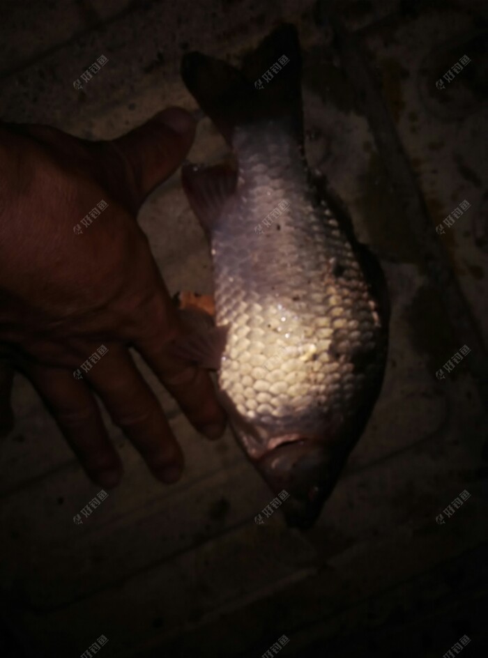 伙计钓的大鲫鱼。