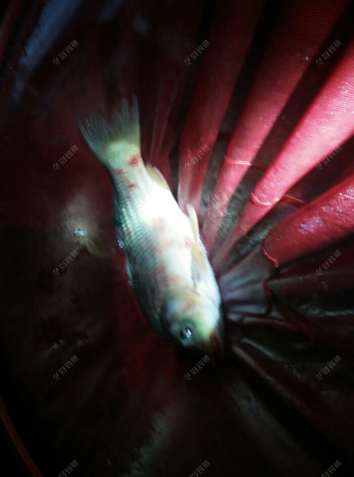 7点40,换了一只细尾的浮漂,浮漂在上下晃动,浮动略大1-2目左右,类似小鱼口,上了一条2斤多的鲤鱼,看看这伤,肯定是回锅鱼,不知道是回几水了,现在小鱼闹的差了