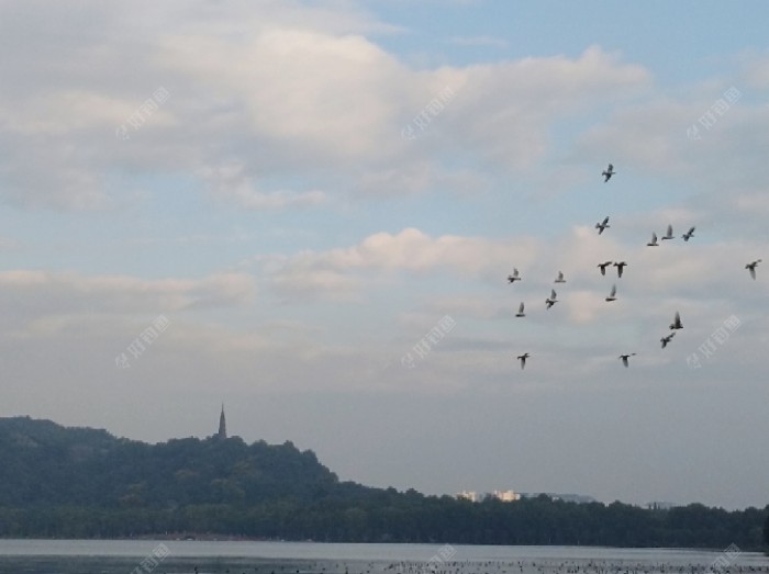 群鸽湖上飞翔