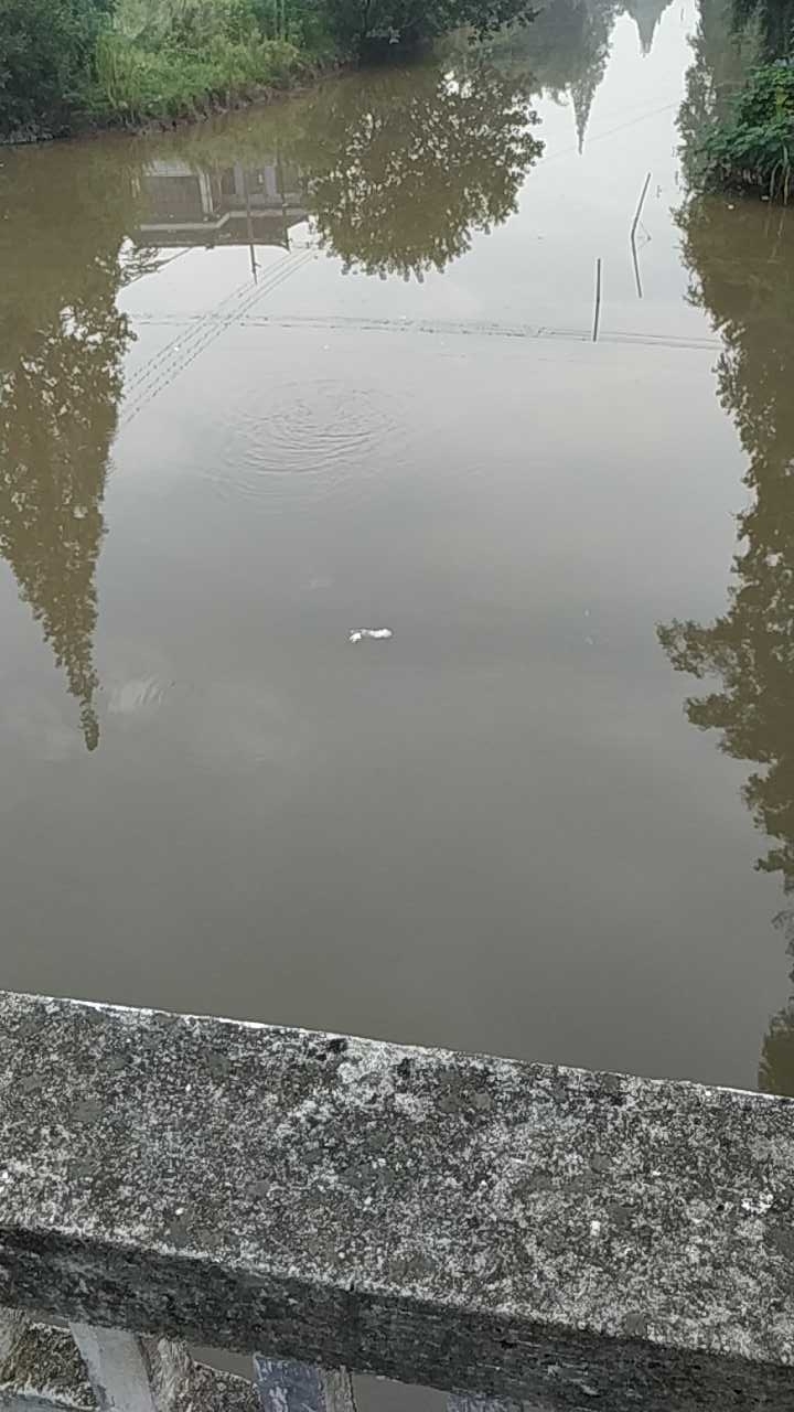 鹿河镇朝北边水闸外面野河