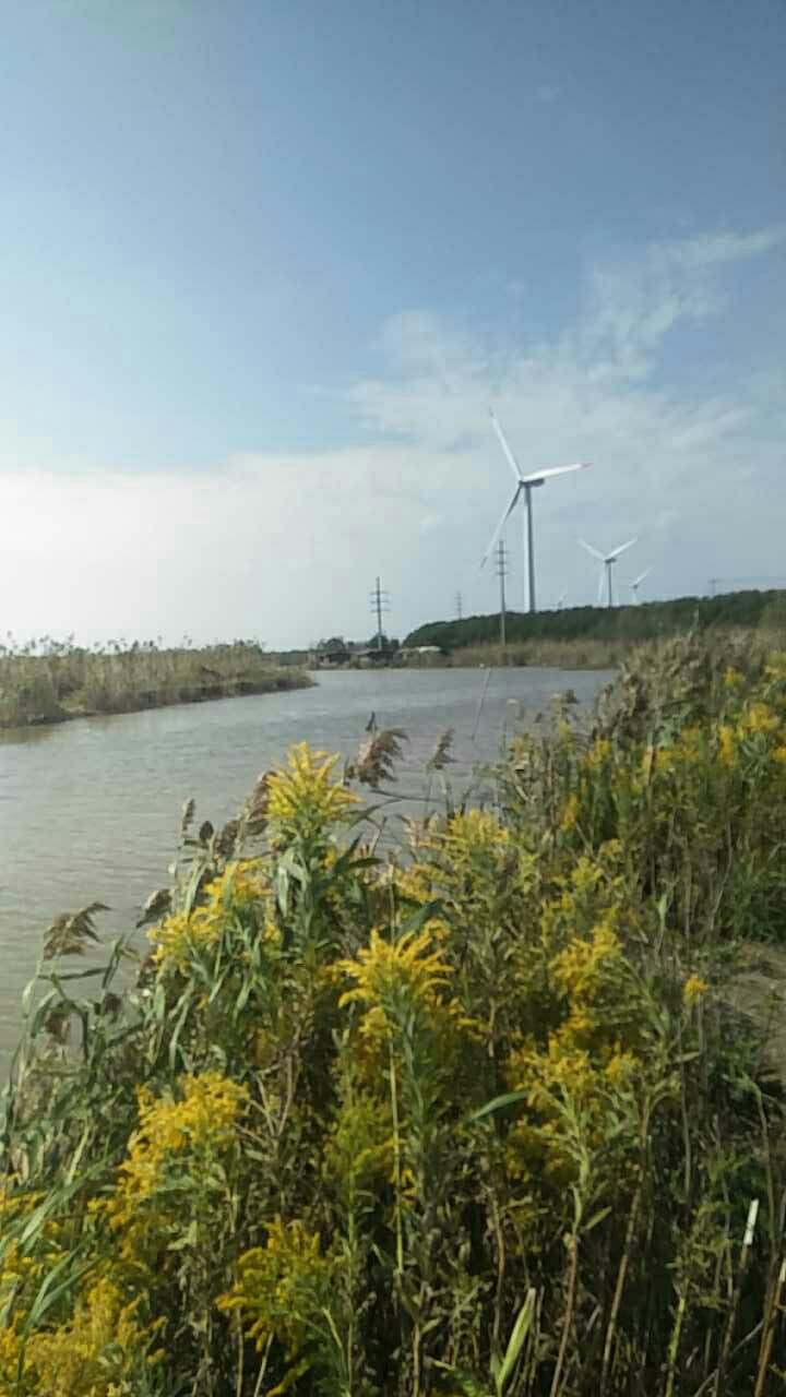 崇明北八效钓场