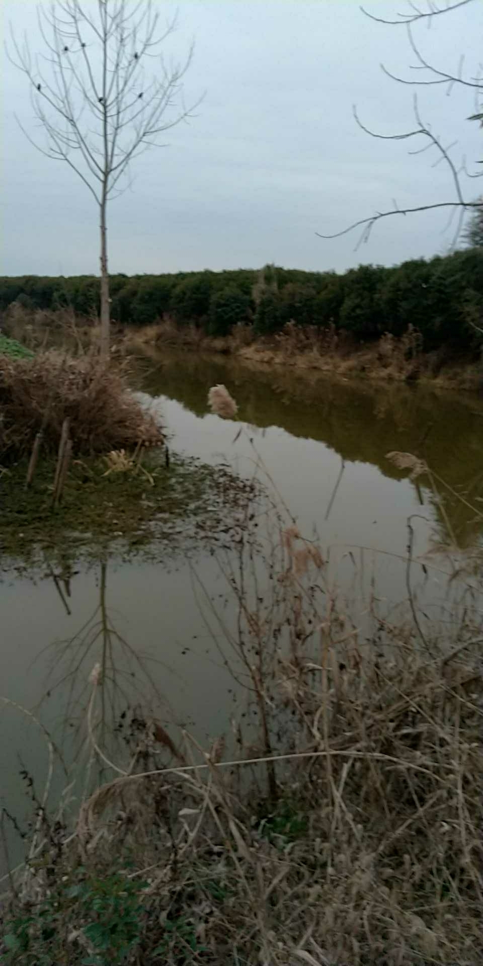 五卯酉河时丰路段