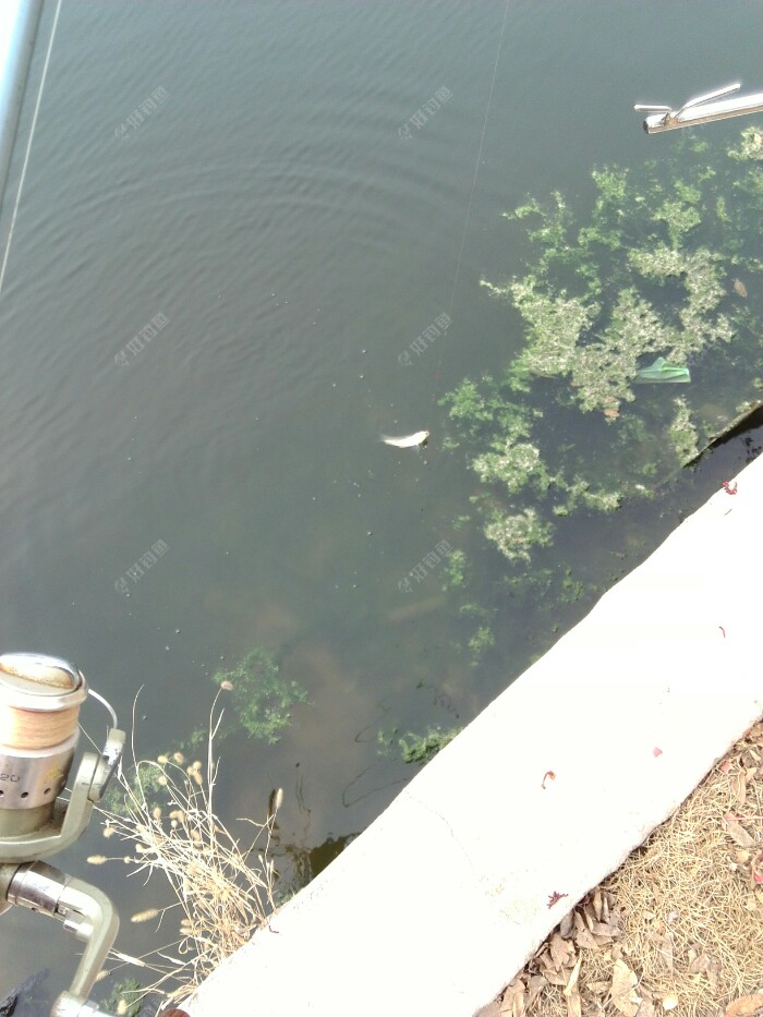 哈，力气见涨啊，慢摇慢遛手