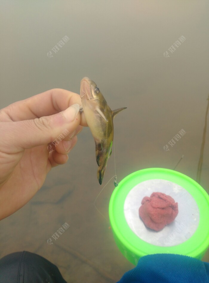 开竿鱼