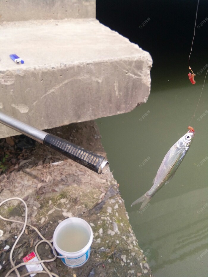 开竿鱼第一条餐条