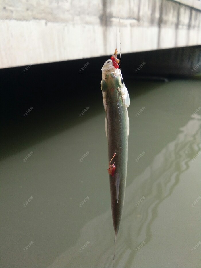 一切都准备好了，开始抽竿频