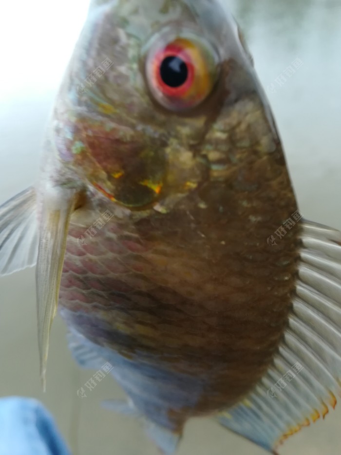 第一尾鱼，罗非鱼，当场放了，