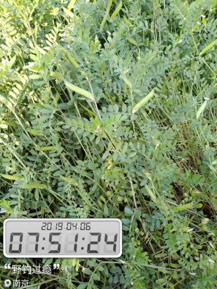 昨天上班路上拍的野豆角