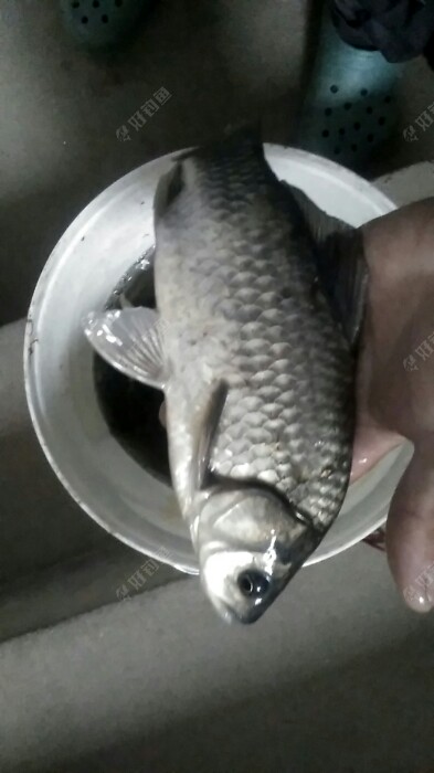 今天最大的板鲫