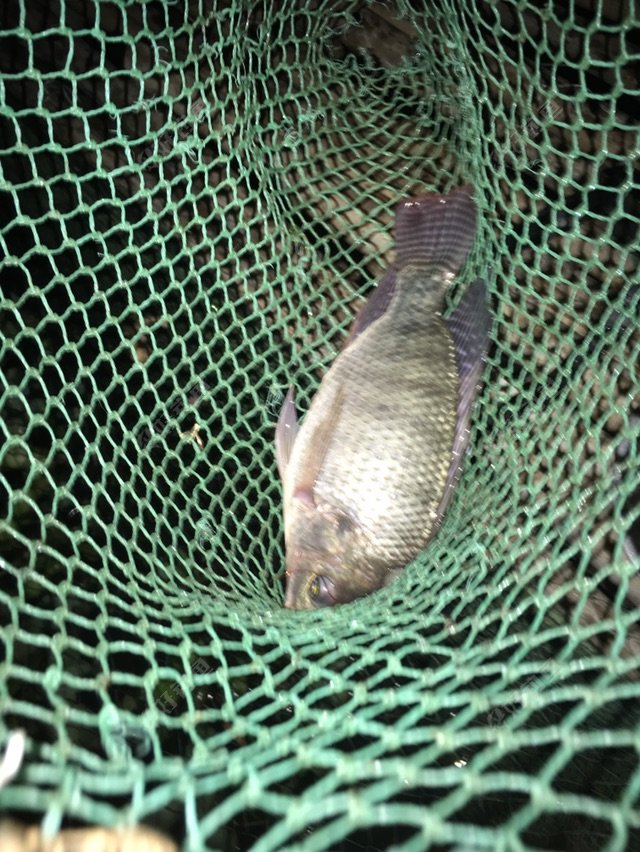 原来是四指非我还以为是什么巨物呢